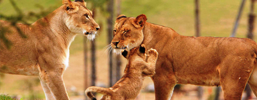 Short Wildlife Tour